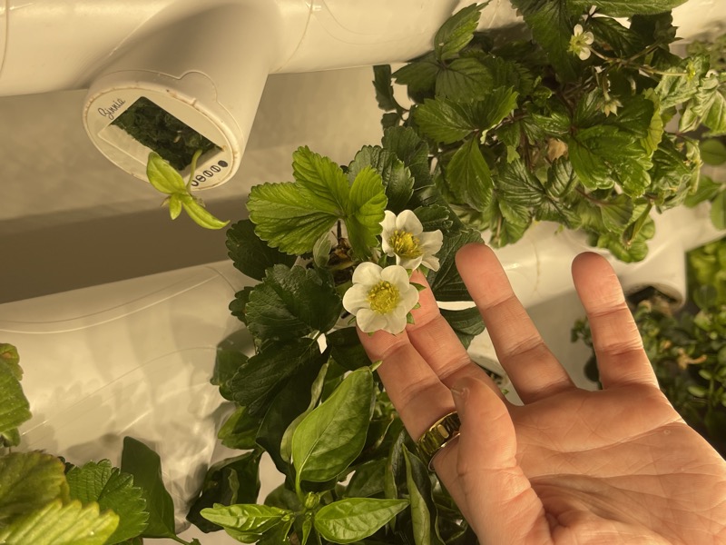 Close-up of a hydroponic strawberry flower