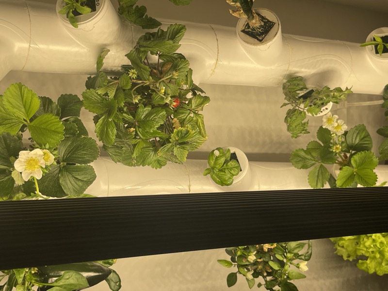 Hydroponic grow tower with strawberry plants
