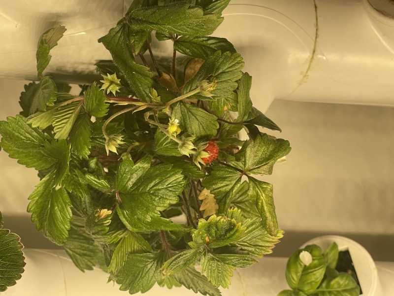 A ripening alpine strawberry among the leaves